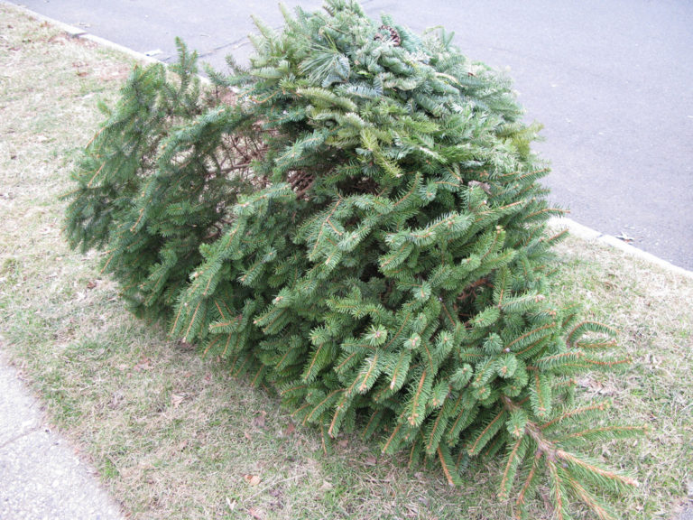 Când se colectează brazii de Crăciun în cartierul dumneavoastră