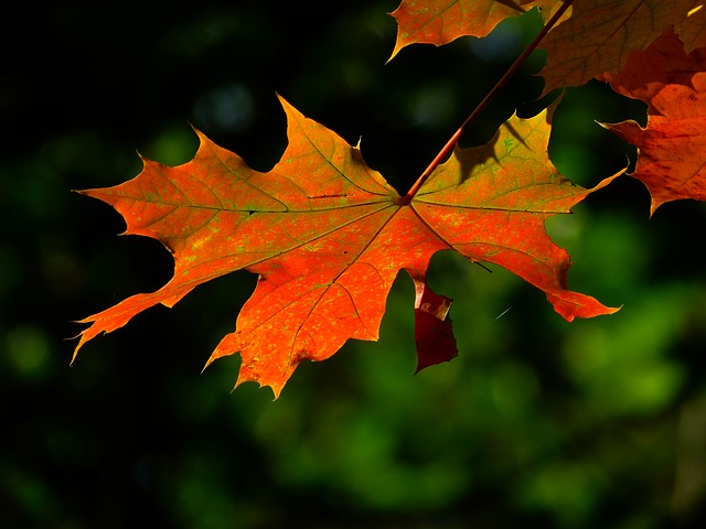 e83cb70a2ef21c3e81584d04ee44408be272e1d218b8144995f0_640_fall-leafs