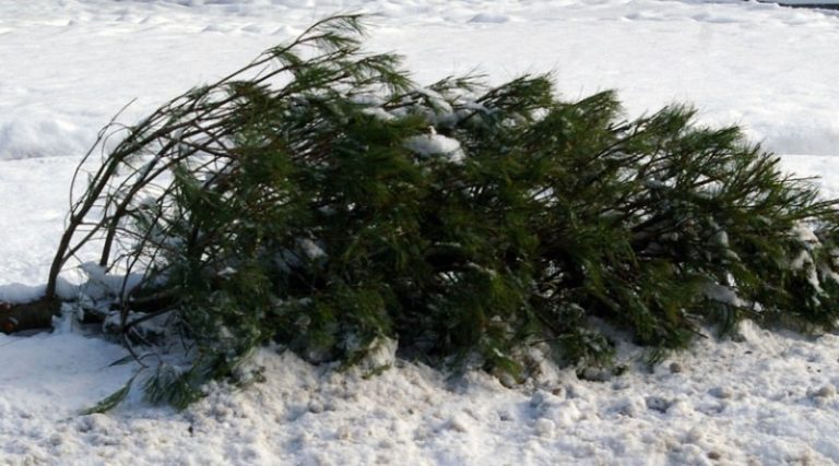 colectare brazi craciun