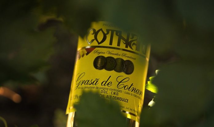 grasa cotnari grasa cotnari