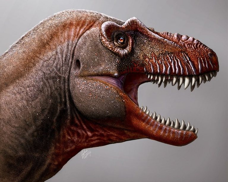 dinozaur canada