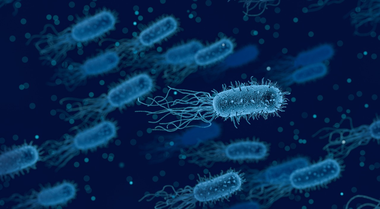 bacteria medical biology