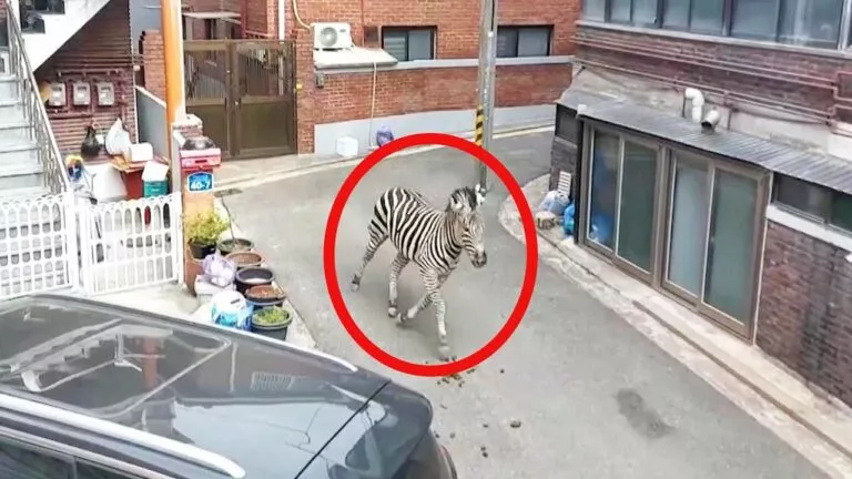 Coreea de Sud: O zebră a revenit la grădina zoologică după o escapadă prin Seul